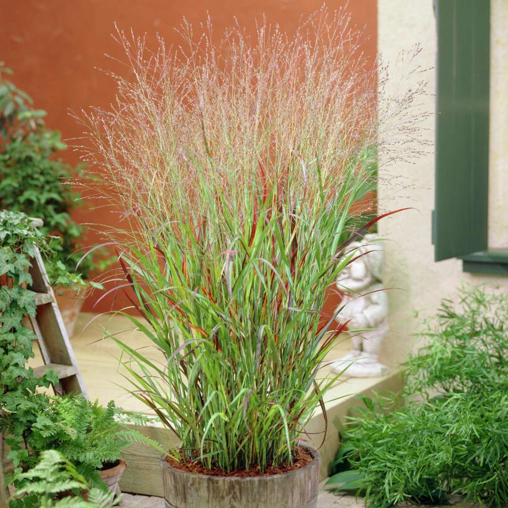 Staudehirse 'Shenandoah' (Panicum virgatum)